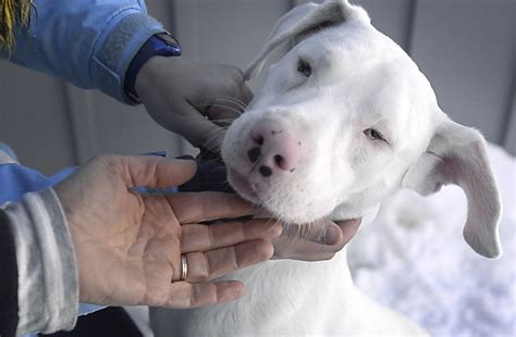 Shelter Readies 3 Blind Deaf Dogs For Adoption Portland Press Herald