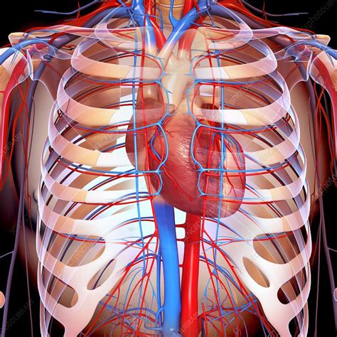 Chest Anatomy Artwork Stock Image F0061133 Science Photo Library