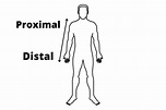 Proximal E Distal Anatomia