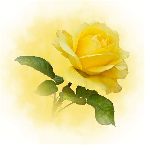 Golden Yellow Rose Photograph By Jane Mcilroy