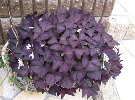 Oxalis Purple Shamrock Love Plant Guide Our House Plants