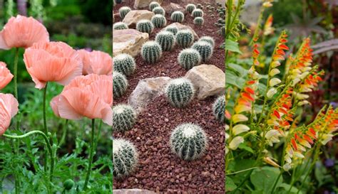 20 Drought Tolerant Plants That Youll Never Need To Water