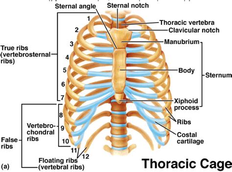 Parts Of The Thoracic Cage At University Of Texas Permian Basin