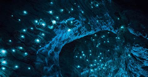 Carnivorous Glowworms Turn Caves Into Stunning Starscapes Wired