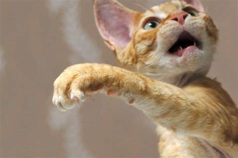 10 Unusual Cat Breeds We Cant Get Enough Of