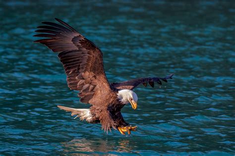 Eagles In Flight Photography Eagles Fishing Photography Photos By