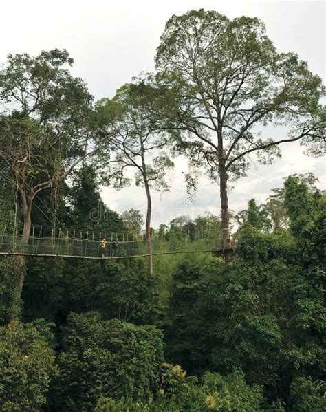 Comments by tourists about the kuala koh national park (kelantan and pahang). Taman Negara Kelantan Kuala Koh Editorial Image - Image of ...