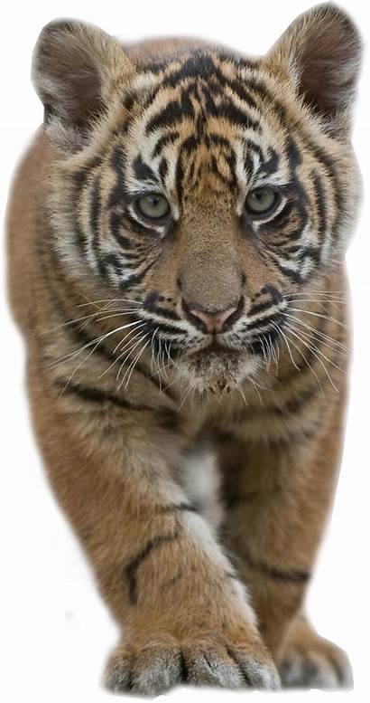 Tiger Transparent Cub Stalking Pluspng Background Animals