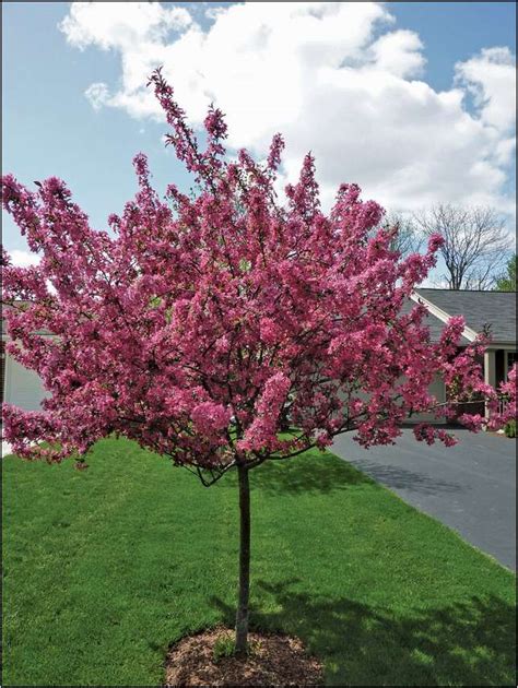 Smaller Blooming Trees For Ohio Home And Garden Designs