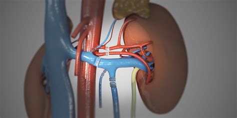 Living Donor Kidney Transplant Part I Laparoscopic Living Donor
