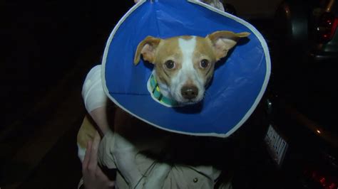 Raleigh Owner Defends Her Dog After Attack On Neighbors Pup Abc11