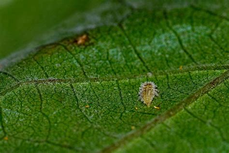 Learn How To Identify Common Plant Pests And Diseases Trendradars