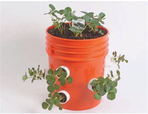 How To Grow Strawberries In A 5 Gallon Bucket 5 Gallon Buckets