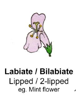Flower Shape And Terminology Labiate Diagram By Lizzie Harper Botanical