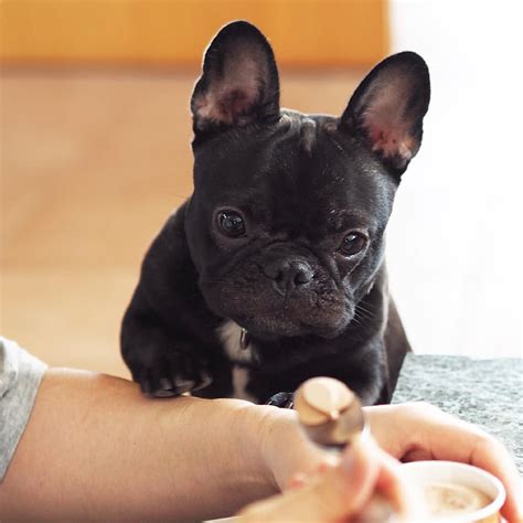 I have 4 adorable french bulldog puppies available. Pinterest: ૐ @brunoturcatto ૐ | French bulldog puppies ...