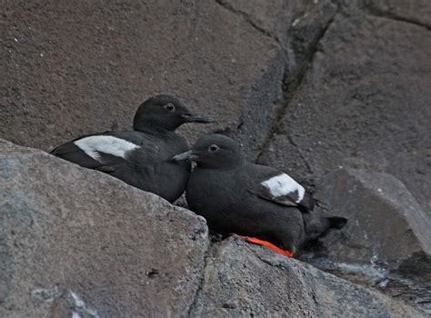 Pictures and information on Pigeon Guillemot