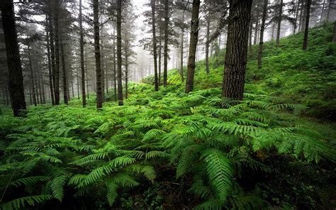Green Forest With Ferns Image Abyss