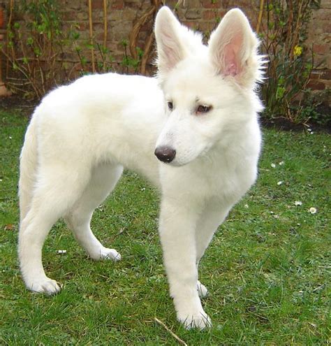 Look At Those Ears Dog Breeds Pictures Shepherd Puppies White