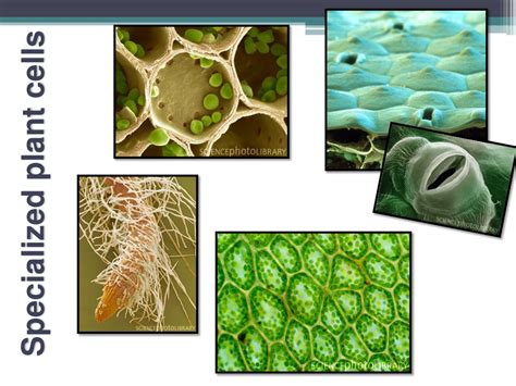 Ppt Plant Cells Tissues And Organs Powerpoint Presentation Free