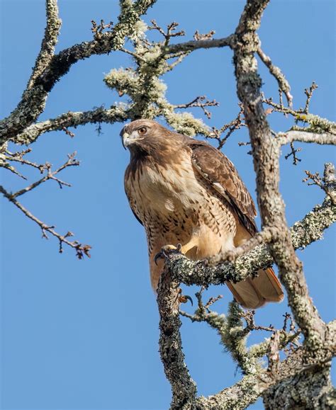 The Red Tailed Hawk At 1680mm Avian Critiques Nature Photographers