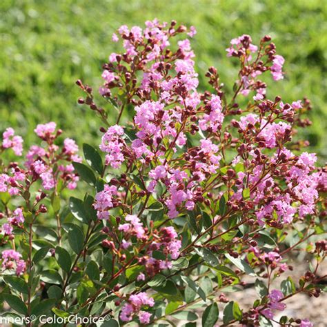 Infinitini Orchid Crapemyrtle Lagerstroemia Indica Proven Winners