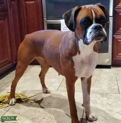 Female Boxer Dogs