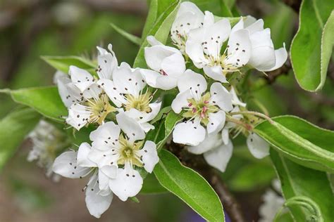 Wild Pear Pyrus Communis Photograph By Adrian Thomasscience Photo