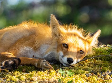 Red Fox Alaska Photos By Ron Niebrugge