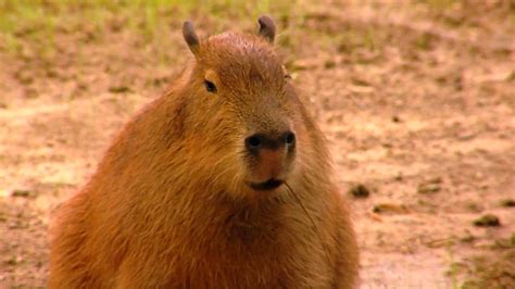 Capybara Is The Worlds Largest Rodent Cincinnati Zoo Youtube