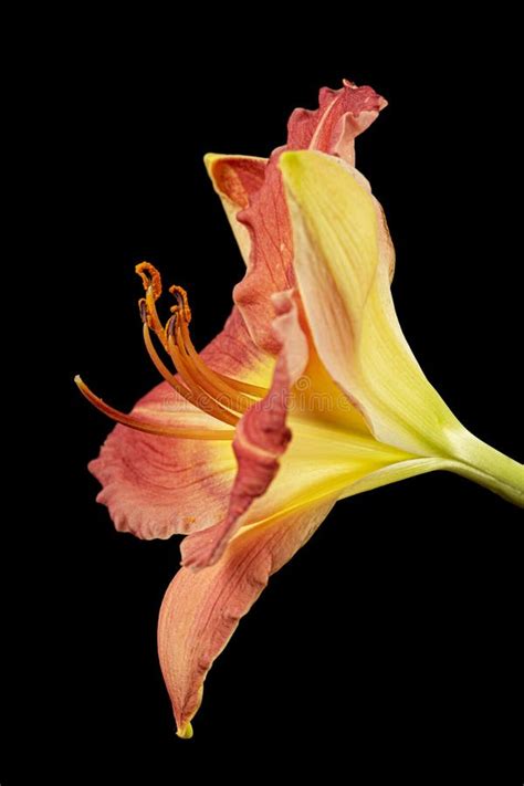 Yellow Burgundy Flower Of Daylily Lathemerocallis Isolated On Black