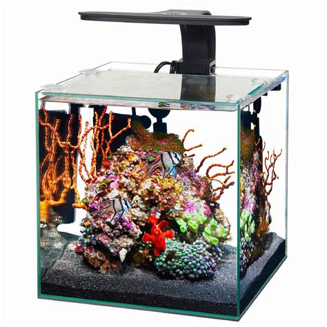 Gallon Tank Dimensions In Cm Ape Aquarium Fish