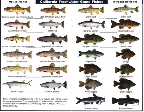 Freshwater Game Fish Of California