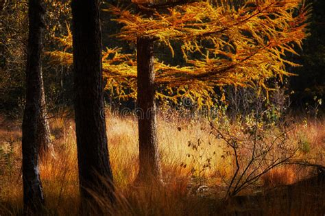 Autumn Scene In A Dark Forest Stock Photo Image Of Reed Seasons