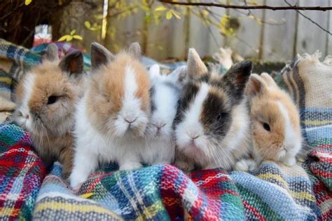 30 Adorable Bunnies To Put You In The Easter Spirit Bright Side