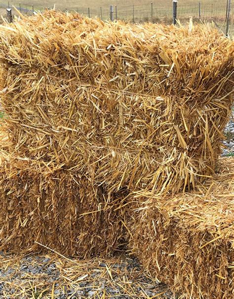 Wheat Straw For Sale Animal Feeds Solutions