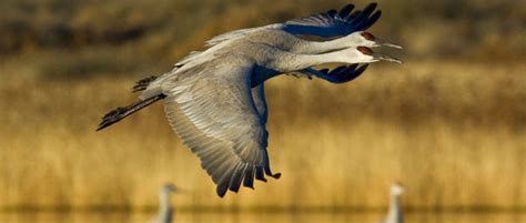 Sandhill Crane Wildlife Society Conservation Biology Great Lakes