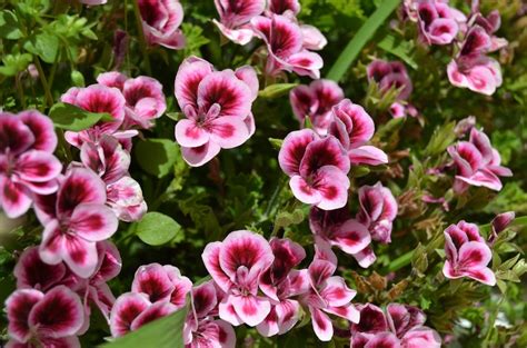 Pflanzen Die Im April Blühen Für Wohnung Und Garten Myhomebook