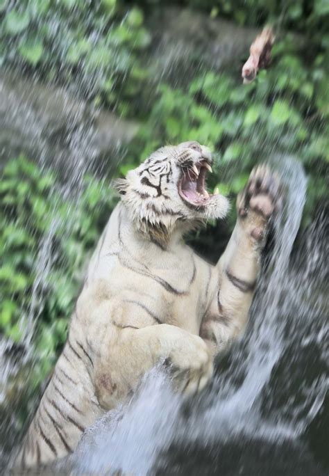 Breeze Me Photo Of The Day White Tiger Eating