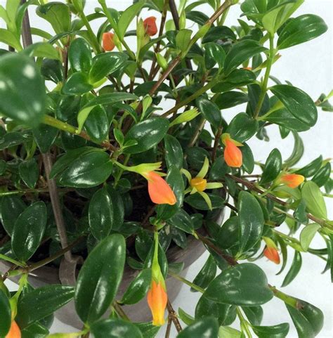 It is an easy to care for plant and can be left floating or. Goldfish Plant - How to Grow Care Guide - Columnea ...