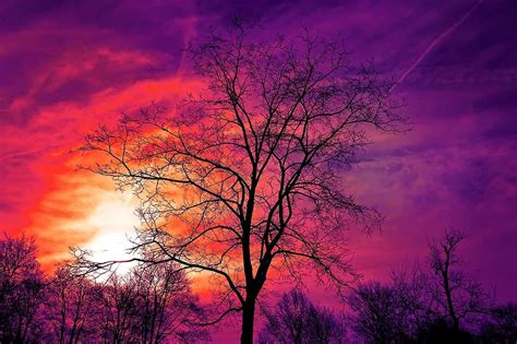 Tree Bare Tree Sunset Sky Sunset Sky Color Red Purple Yellow