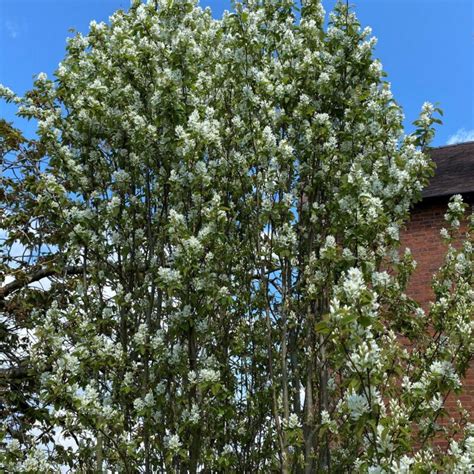 Amelanchier Alnifolia Obelisk Frank P Matthews