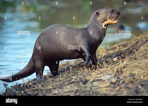 Giant Otter Pteronura Brasiliensis Standing With Prey Brazil