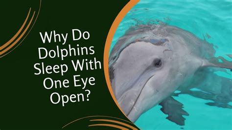 Why Do Dolphins Sleep With One Eye Open Fascinating Adaptation