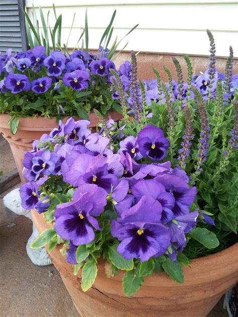 Pots Of Purple Pansies Are So Cheerful In The Winter Im In The Middle