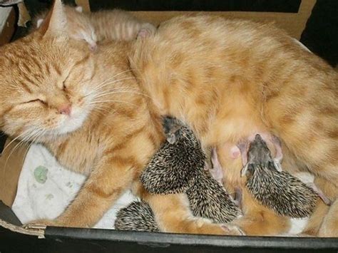 25 Unlikely Animal Friends Sleeping Together