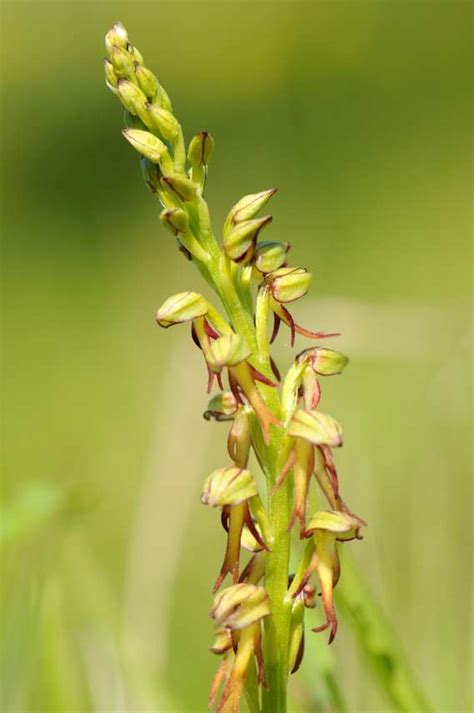 Wild Orchids In Britain Man Orchid