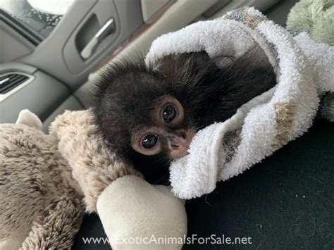 Baby Spider Monkey For Sale