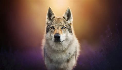 Download Czechoslovakian Wolfdog Stare Muzzle Depth Of Field Wolf Animal Wolfdog Hd Wallpaper By