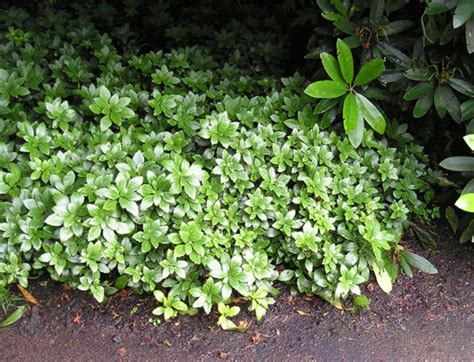 Japanese Garden Ground Cover Plants