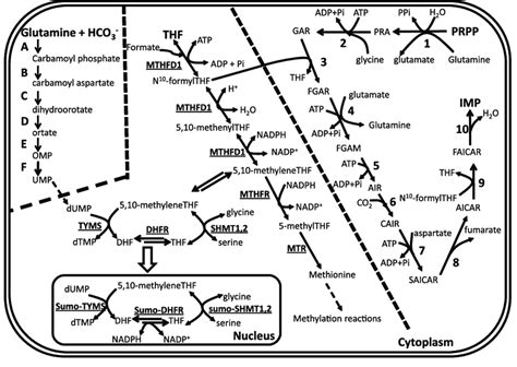 Nucleotide De Novo Biosynthesis Network Note Left The Six Step